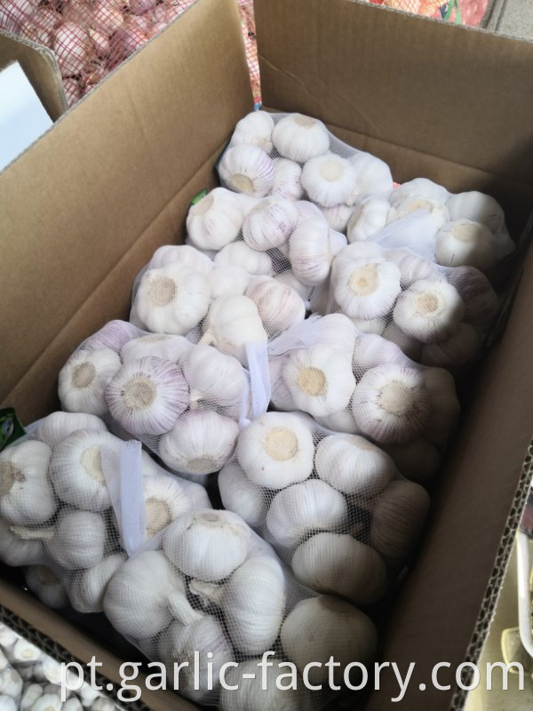 Jin Xiang New Crop Garlic Price Hot Sales